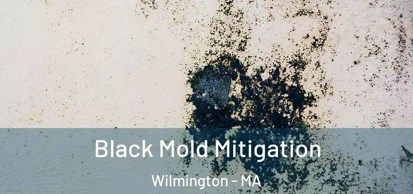  Black Mold Mitigation Wilmington - MA