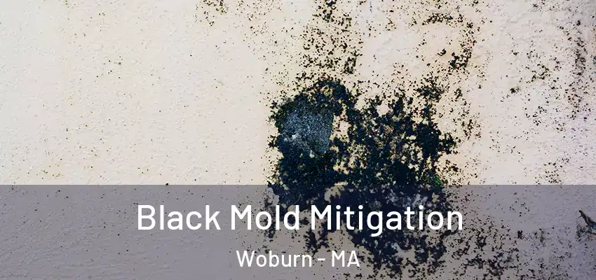 Black Mold Mitigation Woburn - MA