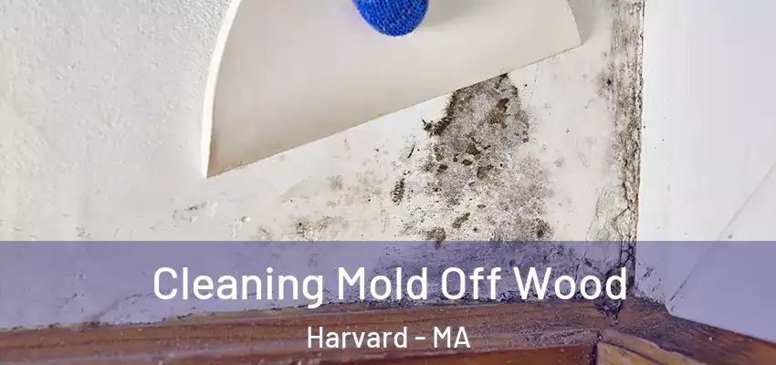 Cleaning Mold Off Wood Harvard - MA