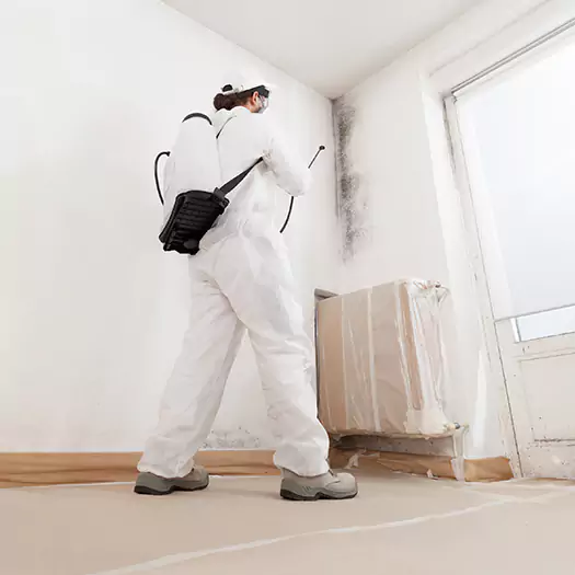 Trusted Black Mold Clean Up Experts in Boston, MA