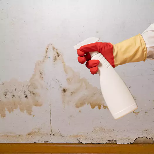 Trusted Black Mold Mitigation Specialists in Boston, MA