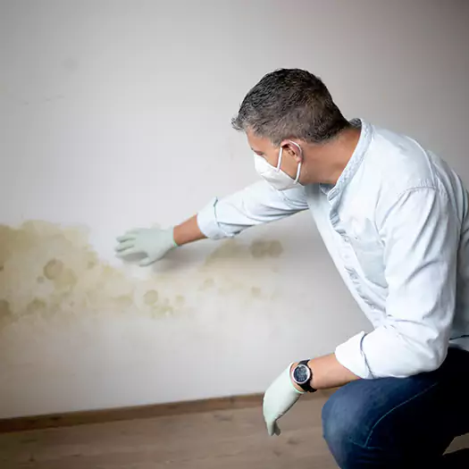 Trusted Mold Remediation and Removal Experts in Boston, MA