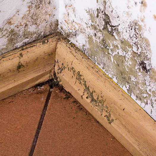 Trusted Cleaning Mold From Wood Specialists in Boston, MA