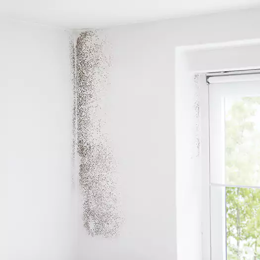 Trusted Mold Eradication Professionals Serving in Boston, MA