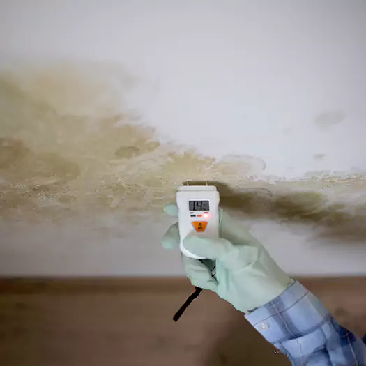 Reliable Mold Inspection Experts in Boston, MA