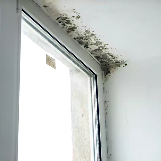 Trusted Mold on Bathroom Ceiling Experts in Boston, MA