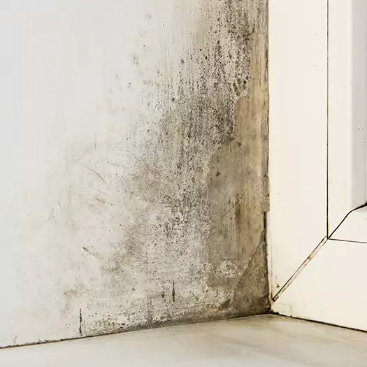 Skilled Mold on Drywall Experts in Boston, MA