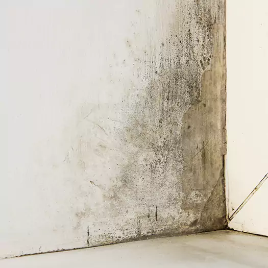 #1 Mold Remediation and Removal Experts in Boston, MA