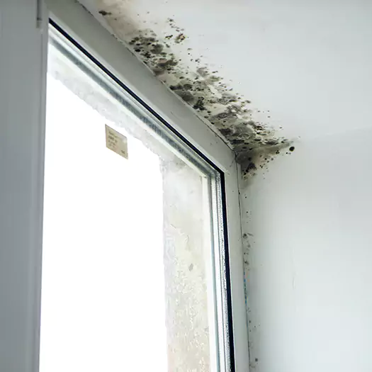 Reliable Mold Treatment Specialists in Boston, MA