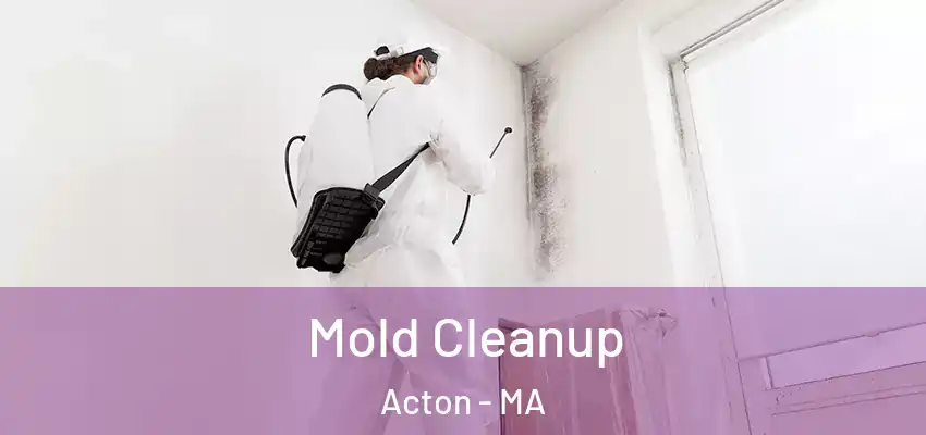  Mold Cleanup Acton - MA