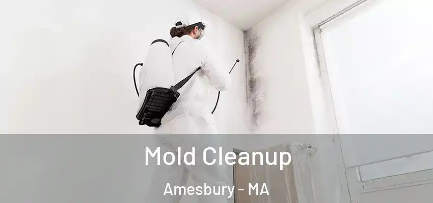 Mold Cleanup Amesbury - MA