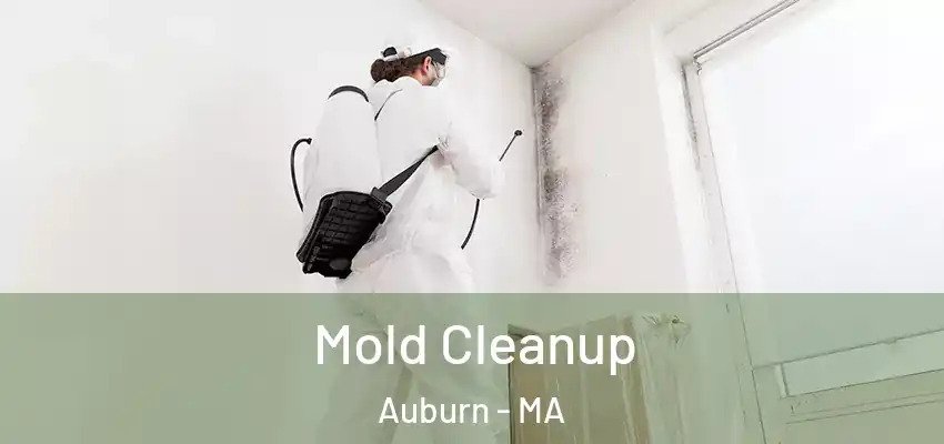 Mold Cleanup Auburn - MA