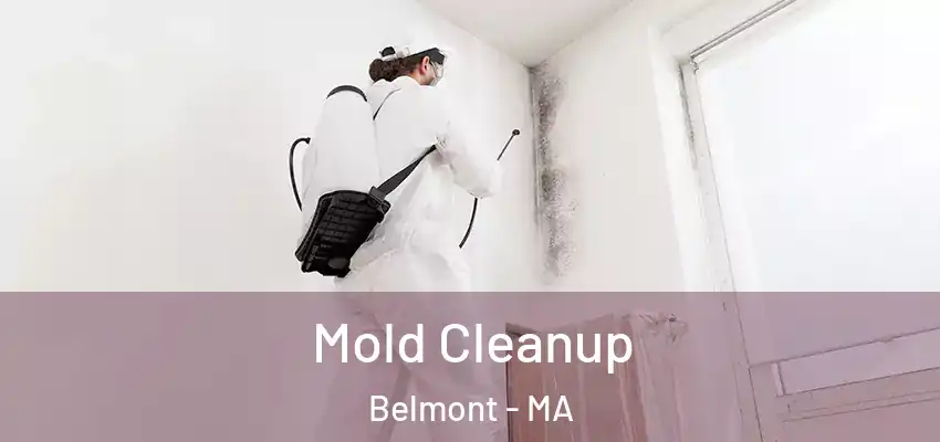 Mold Cleanup Belmont - MA