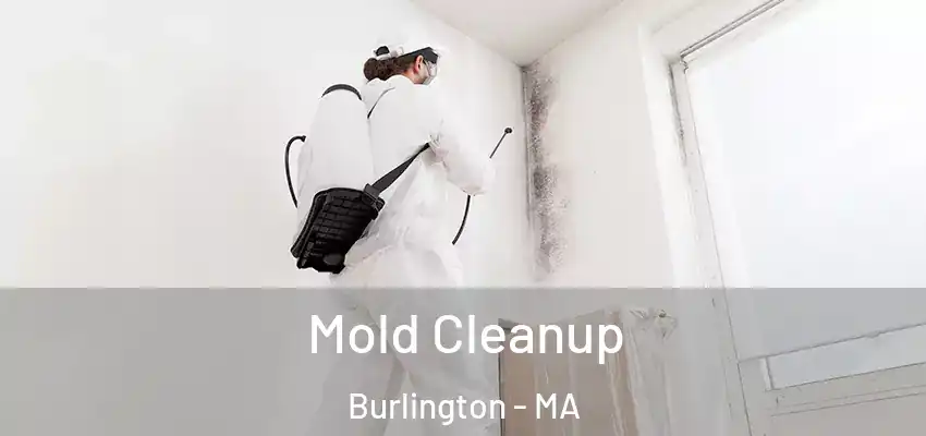 Mold Cleanup Burlington - MA