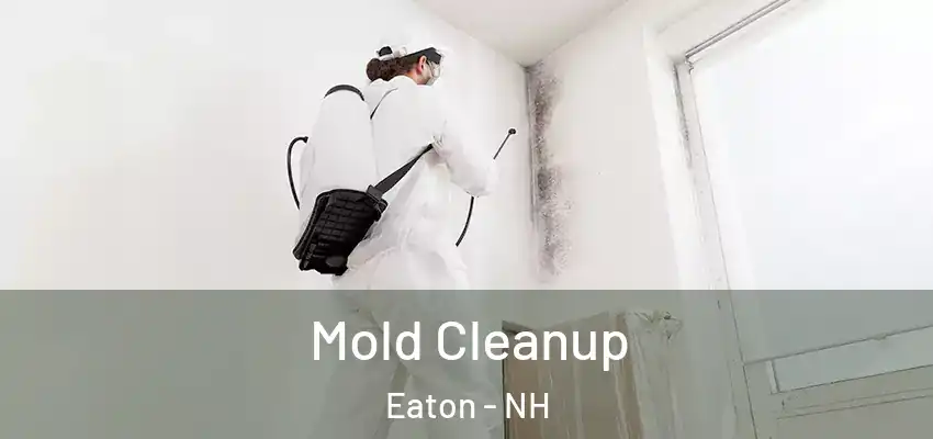 Mold Cleanup Eaton - NH