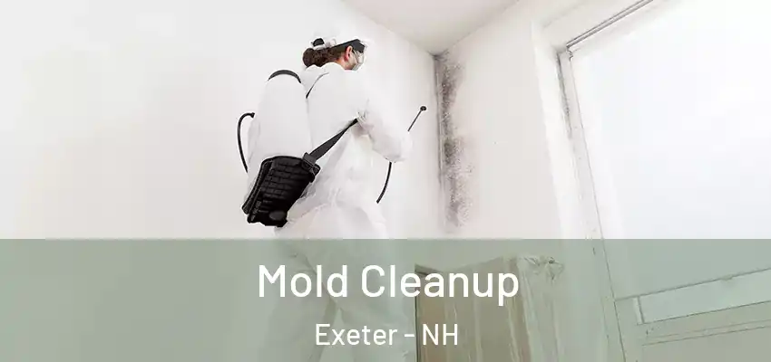  Mold Cleanup Exeter - NH