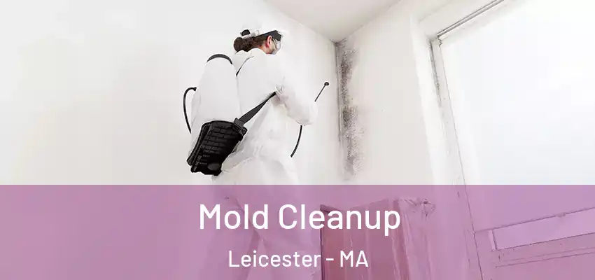 Mold Cleanup Leicester - MA