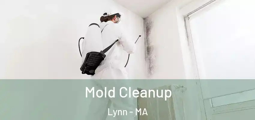  Mold Cleanup Lynn - MA