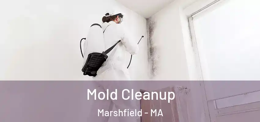  Mold Cleanup Marshfield - MA
