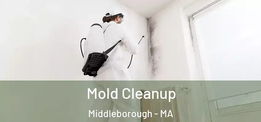 Mold Cleanup Middleborough - MA