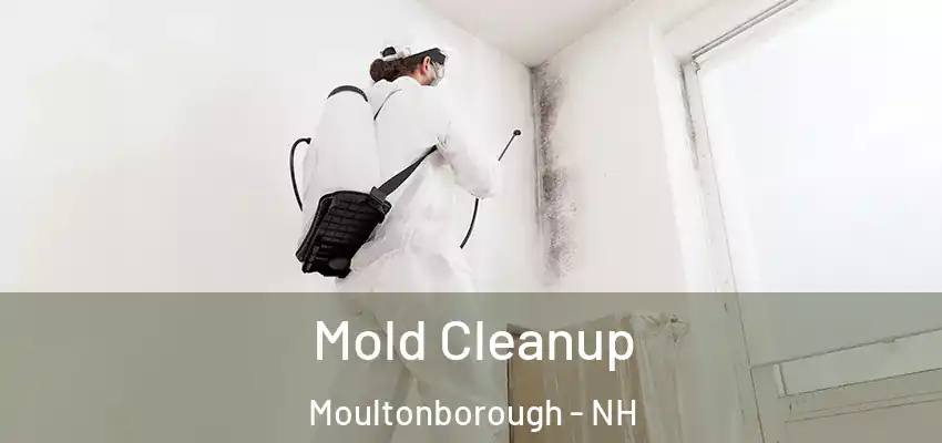 Mold Cleanup Moultonborough - NH
