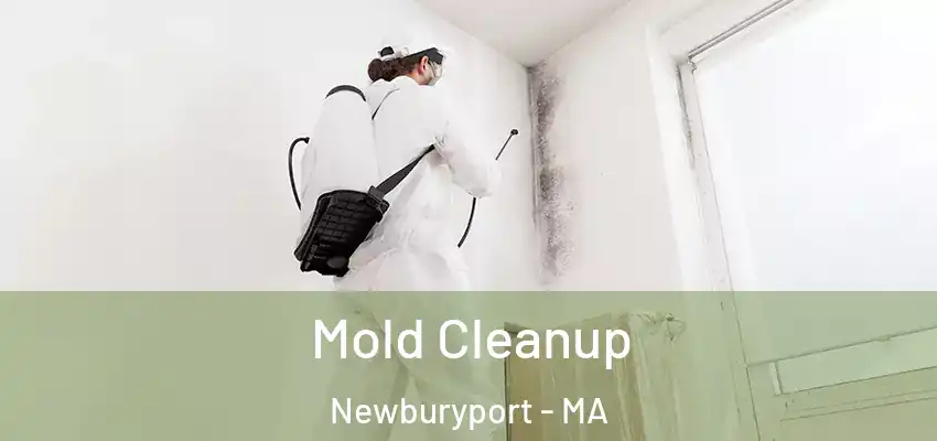  Mold Cleanup Newburyport - MA