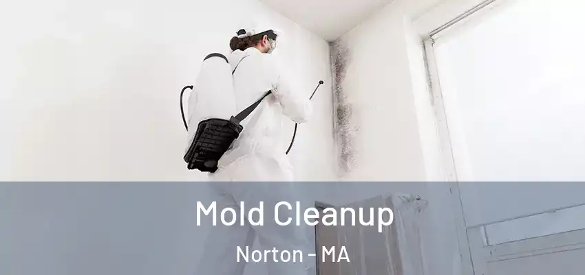 Mold Cleanup Norton - MA