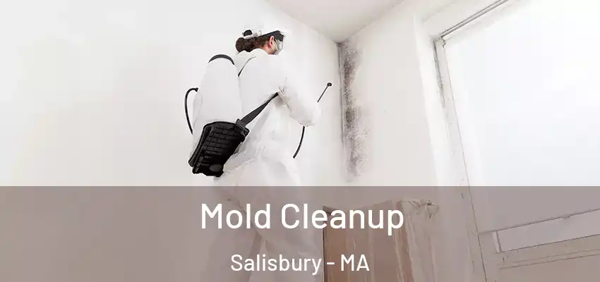  Mold Cleanup Salisbury - MA