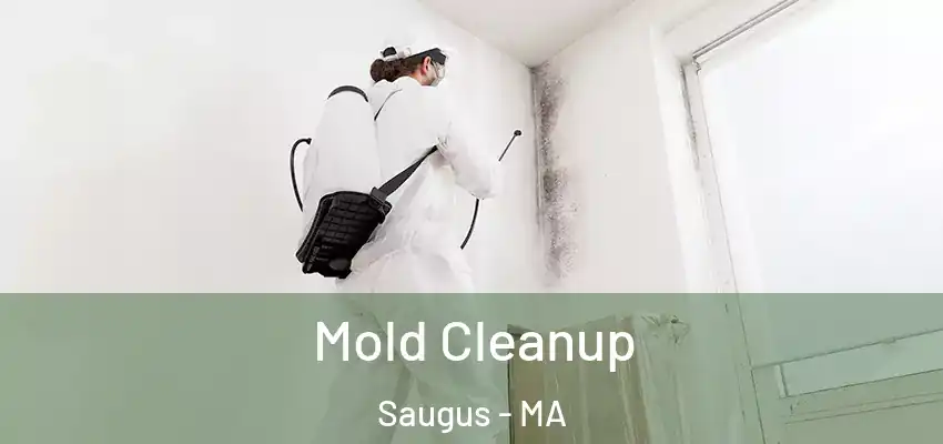  Mold Cleanup Saugus - MA