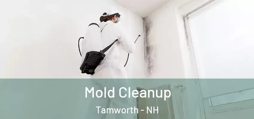 Mold Cleanup Tamworth - NH