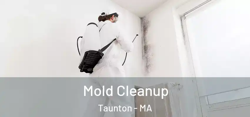  Mold Cleanup Taunton - MA