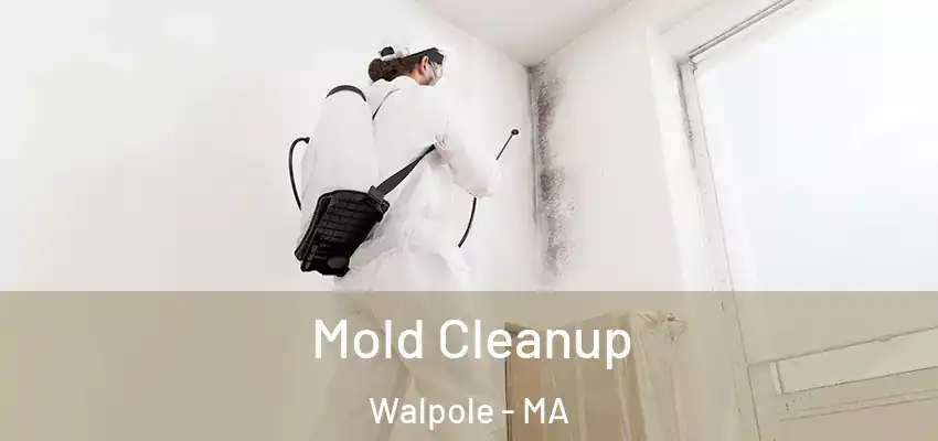  Mold Cleanup Walpole - MA