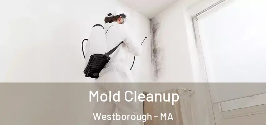 Mold Cleanup Westborough - MA