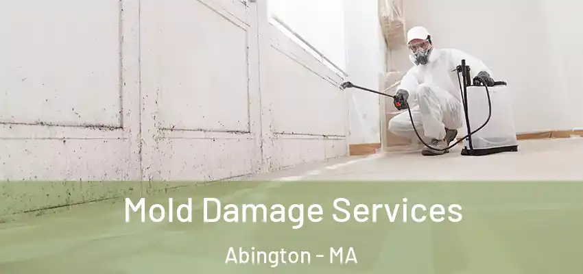  Mold Damage Services Abington - MA