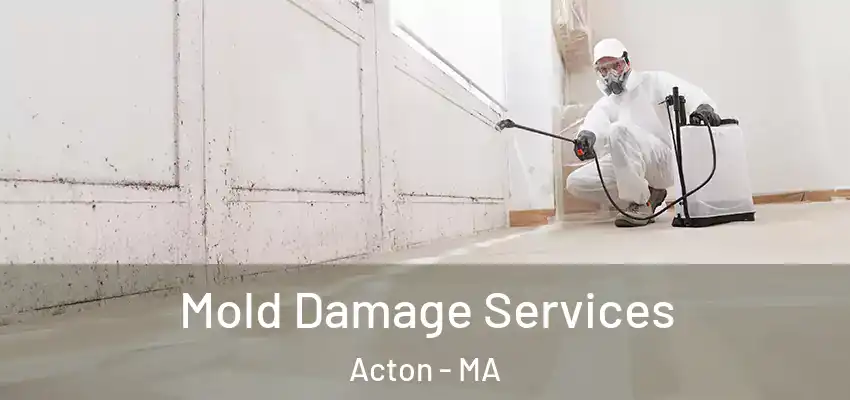  Mold Damage Services Acton - MA