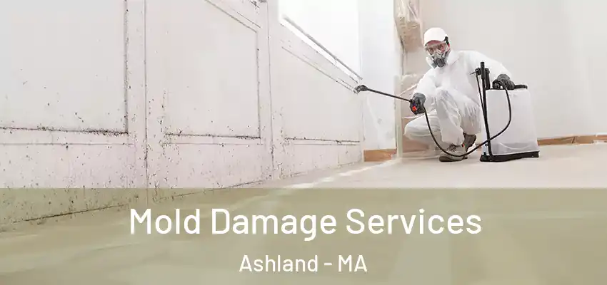 Mold Damage Services Ashland - MA