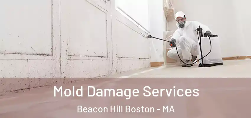  Mold Damage Services Beacon Hill Boston - MA