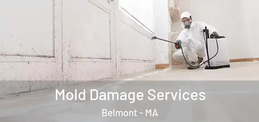  Mold Damage Services Belmont - MA