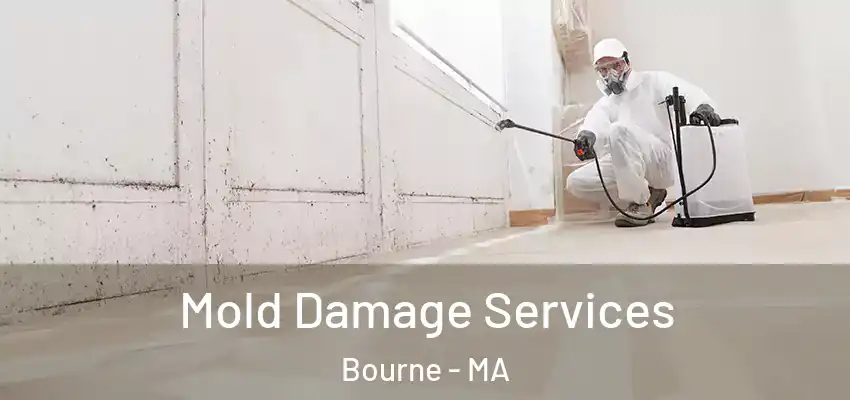  Mold Damage Services Bourne - MA