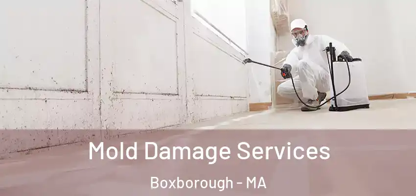 Mold Damage Services Boxborough - MA