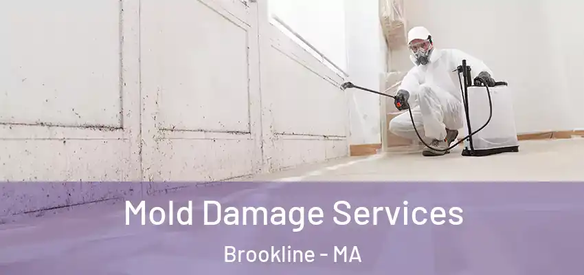 Mold Damage Services Brookline - MA