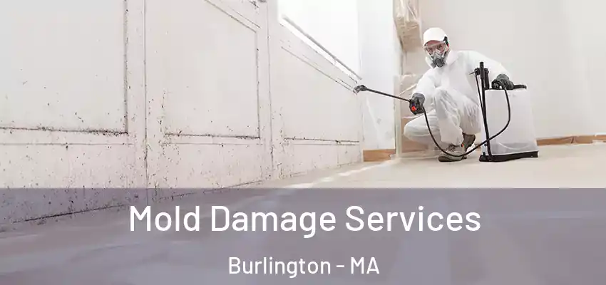 Mold Damage Services Burlington - MA