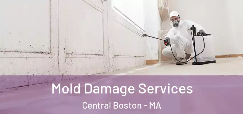 Mold Damage Services Central Boston - MA