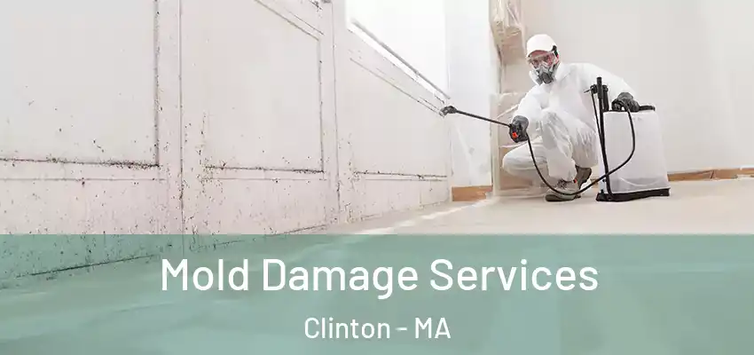  Mold Damage Services Clinton - MA