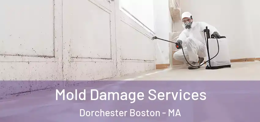 Mold Damage Services Dorchester Boston - MA
