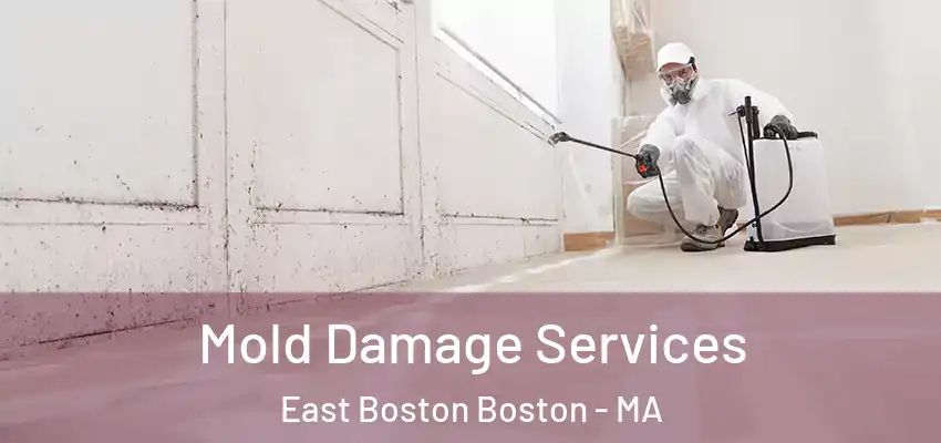 Mold Damage Services East Boston Boston - MA