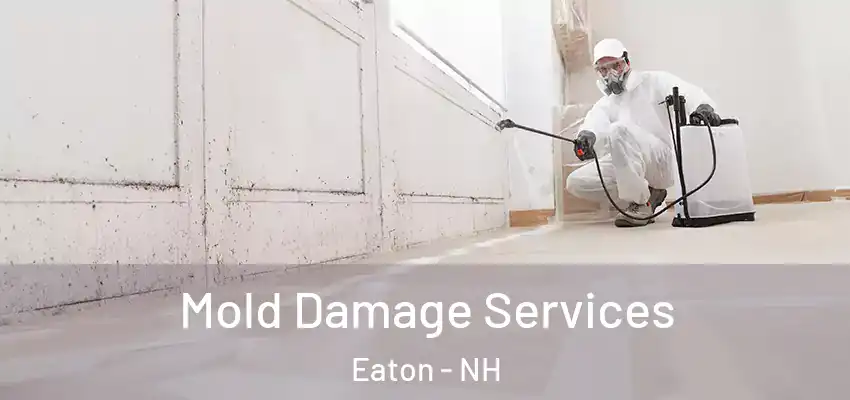 Mold Damage Services Eaton - NH