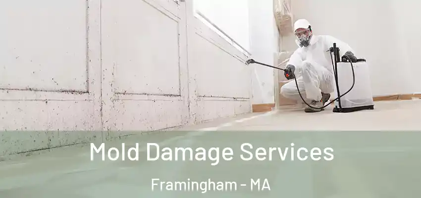 Mold Damage Services Framingham - MA