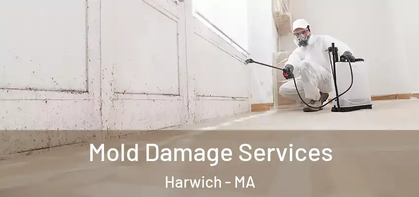  Mold Damage Services Harwich - MA
