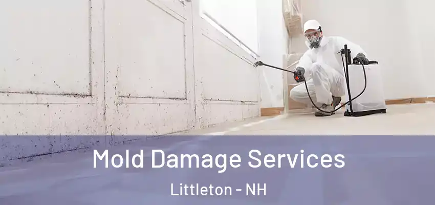  Mold Damage Services Littleton - NH